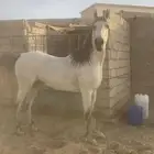 حصان للبيع