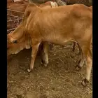 حسلان بلدي