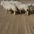 عرض بيع حريات صنف جذعات