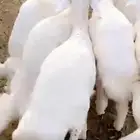 خرفان فل الفل رجلا