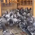 حمام على الشرط