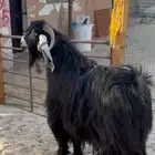 فحل عارضي خصم شرط القريع