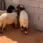 هرافى ضحايا