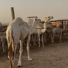 مفروده على حليب امها