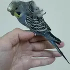 ذكر بادجي اليف هوقو وردات هدد داخلي