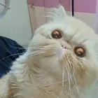 كيتن بكي فيس بيور