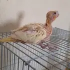 فرخ كروان لاتينو عين حمرا