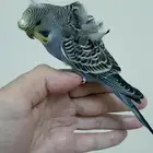 ذكر بادجي هوقو وردات اليف جدآ وهدد داخلي