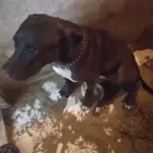 كلبه بيتبول أنثى جهزها لي اتلقيح بي أوراقها البيع مستعجل