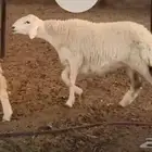 للبيع عدد خروفين بدايت نسف ولله للحمد وشرط الحراره والقريع
