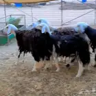 غنم نجد للبيع عدد 5