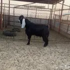 تيس عارضي
