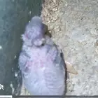 فروخ باجي