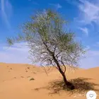 بذور ارطاء عملاق