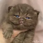 سكوتش سينامون تشوكليت
