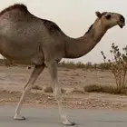 بكره مفروده تماميه