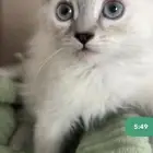 قط شيرازي ذكر