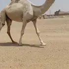للبيع فحل طيب