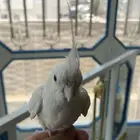 كروان البينو