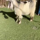 للبيع جفره عارضيه كفو تم البيع