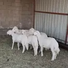 طليان شحم مراح واحد للبيع