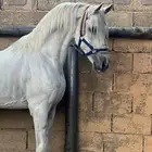 حصان شعبي ينافس الواهو