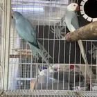 زوج درة هولندي