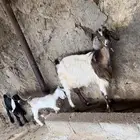 عنز عارضيه خلفه