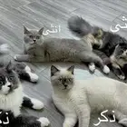 قطط للبيع