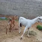 للبيع شاة و2 خبيش