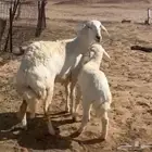 خلفه