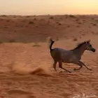 مهر شعبي فاخر