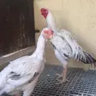 دجاج فارسي حجازي فواخرر