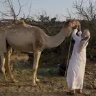 قليصه طوع السن سديس وقعود قاطرة لقي مشروطه شرط