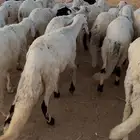 سواكن للبيع