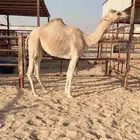 للبيع بكره جذعه شكل وسلاله ومن انتاج العطيه