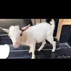 ماعز استرالي