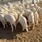طليان مراح واحد
