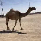 عشرا تحتها بكره على البرنس تم البيع