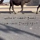 لقحه طيبه ومنيح سليمت العذاريب