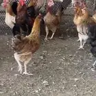 دجاج بلدي صنف بياض حضان