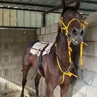 حصان شيخ للبيع