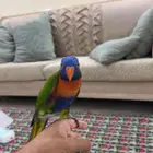 ببغاء اللوري