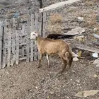 طلي حري مقفل شحم