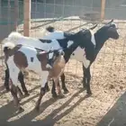 تيوس وجفار جنوبيه