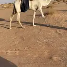 رحول عمانيه طيبه