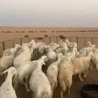 غنم حريات حرش حيل العدد 22