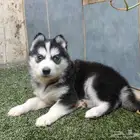 كلاب هاسكي جراوي