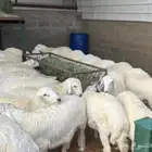 النماص تنومه حلباء ( ذبايح طيبه )
