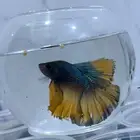 فايتر فل مون